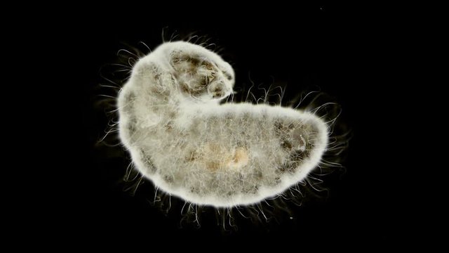ant larva Lasius niger, at an early stage of development