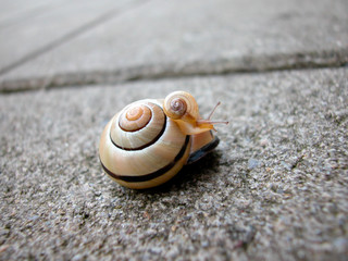 Schnecke mit Baby