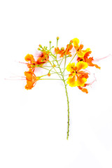 Fototapeta premium Barbados Pride Close up