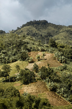 Green Land
