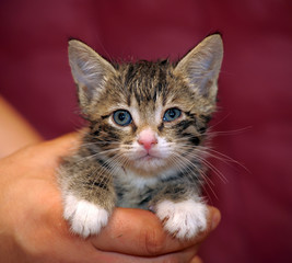 curious striped kitten in the hands of a portrait on a bardo background