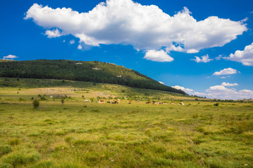 Fototapeta na wymiar distant herd of cows resting on green grass great meadow, in awesome landscape of Canencia mountain (Madrid, Spain, Europe)