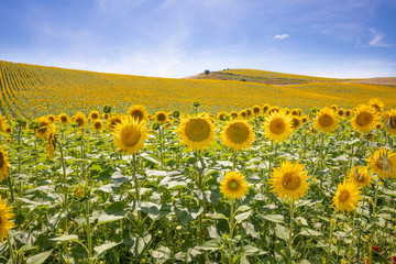 landscape of sunflowers until the horizon, in Vejer de la Frontera (Cadiz, Andalusia, Spain, Europe)