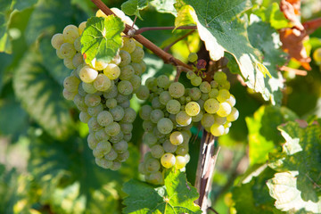 Grapes