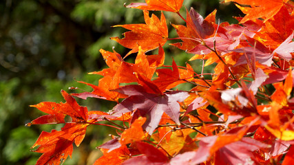 晴雨の紅葉