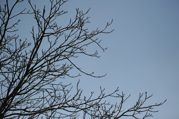 arbol
