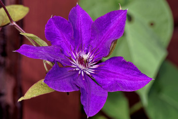  Clematis