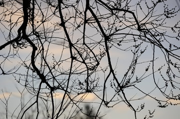 árbol atardecer