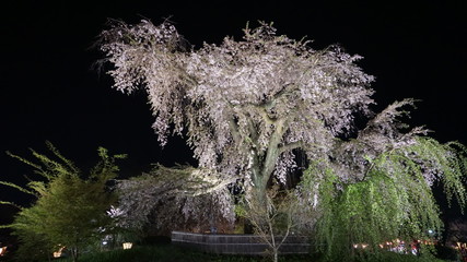 丸山公園の夜桜