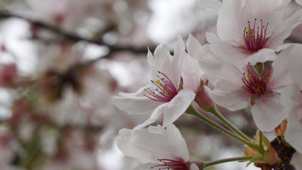 桜