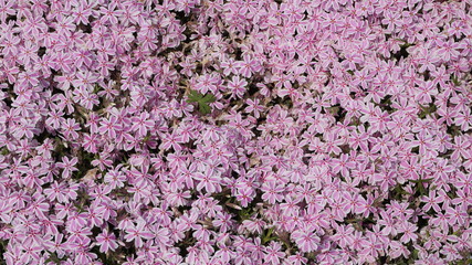 羊山公園の芝桜：多摩の流れ