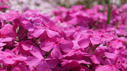 羊山公園の芝桜：マックダニエルクッション