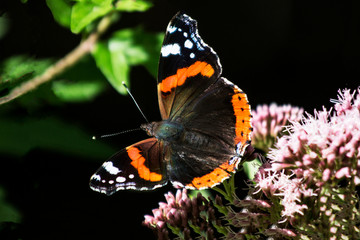 Fototapeta na wymiar Red admiral bytterfy by forest path