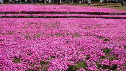 羊山公園の芝桜：マックダニエルクッション