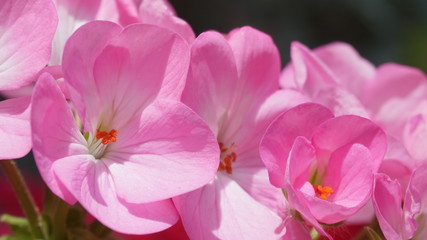 ピンクの花：品種不明