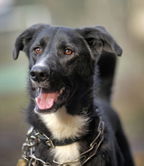 Portrait of a black-and-white not purebred dog.