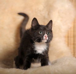 funny black and white breast kitty in the studio