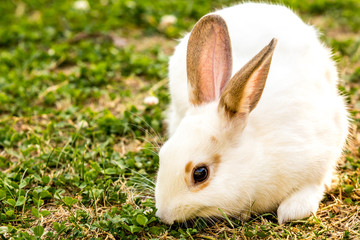 Cute little white rabbit (Oryctolagus cuniculus) sitting on the green grass