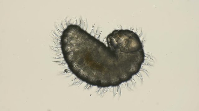 ant larva Lasius niger, at an early stage of development