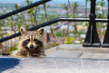 Raccoon in the city