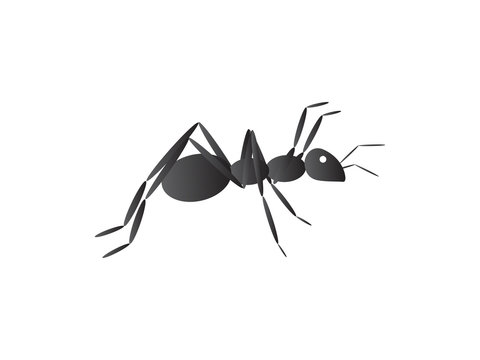 Black ant vector illustration