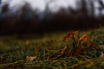 Sprout little red maple and grass closeup