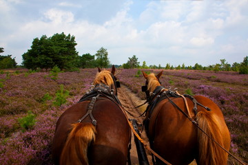 Heidekutschfahrt © Gerhard Köhler