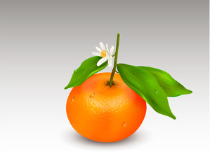 Single citrus fruit mandarin or tangerine on branch with green leaves and white blooming flower isolated on a white background. Realistic Vector Illustration