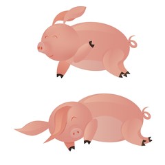 young pig on white background, pig sleeping, running wild boar,