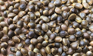 Macro Close Up of Cannabis Hemp Seeds