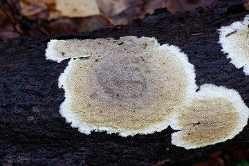 Coniophora puteana, commonly called the cellar fungus © Henri Koskinen