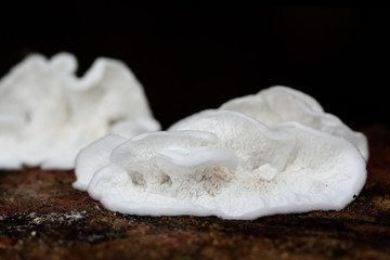 White soft texture of a fungus called Plicatura nivea