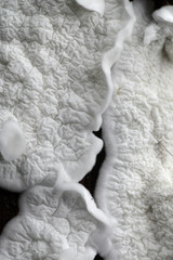 White soft texture of a fungus called Plicatura nivea