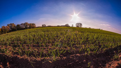 Obraz premium Acker beim Sonnenuntergang
