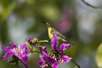 olive backed sunbirds