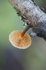 Hedgehog scalycap, Phaeomarasmius erinaceus © Henri Koskinen