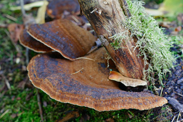Benzoin bracket fungus, Ischnoderma benzoinum