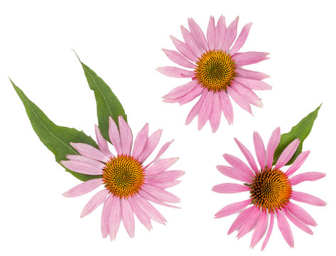 Echinacea flowers isolated on white, top view