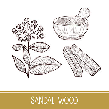 Sandal wood. Plant. Leaf, flower. Powder, mortar. Monochrome. Sketch. Set