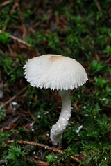Lepiota clypeolaria commonly known as the shield dapperling or the shaggy-stalked Lepiota