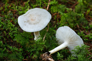 Clitocybe odora, also known as the aniseed toadstool
