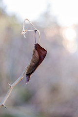 Dry leaf in the park
