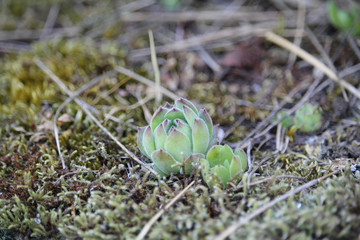 Echeveria And Moss/ Beautiful Green Summer