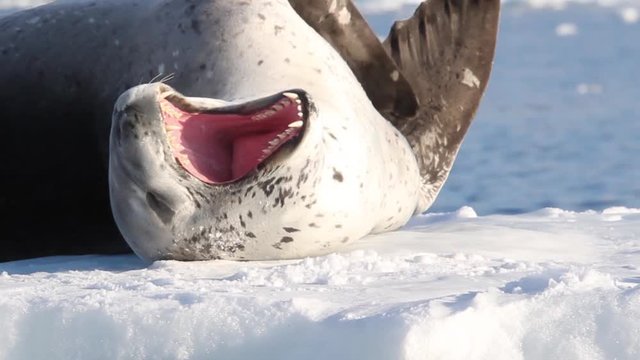 Leopard Seal float on Iceberg Close shot of Leopard Seal open his mouth on an Iceberg in Antarctica