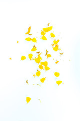 Flower Candelabra bush Close up