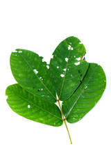 Leaf of Ringworm bush Close up