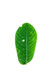 Leaf of Ringworm bush Close up