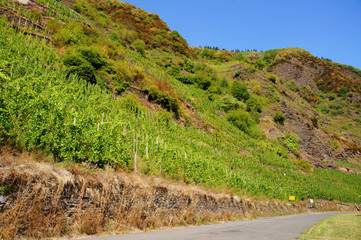 Der Bremmer Calmont, der steilste Weinberg Europas
