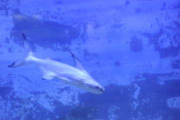 pez acuario