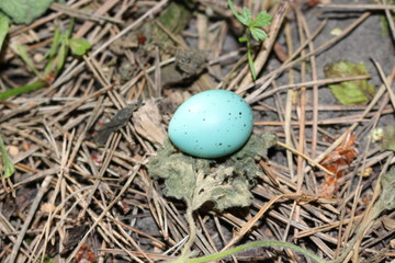 Blue egg of a wild bird laying on the ground in the forest
